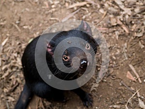 Tasmanian Devil