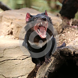 Tasmanian Devil