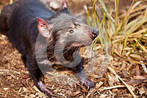 Tasmanian Devil