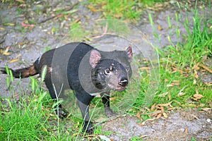 Tasmanian Devil