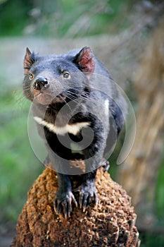 Tasmanian Devil photo