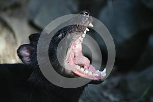 Tasmanian Devil