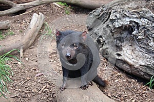 Tasmanian Devil