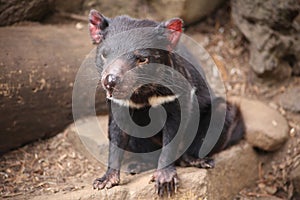 Tasmanian Devil