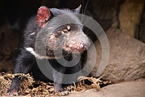 Tasmanian Devil