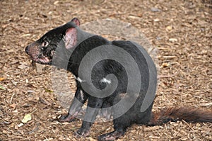 Tasmanian Devil