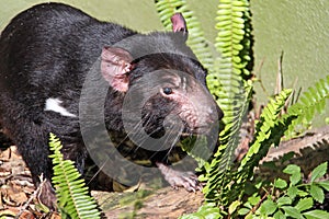 Tasmanian Devil