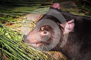 Tasmanian Devil