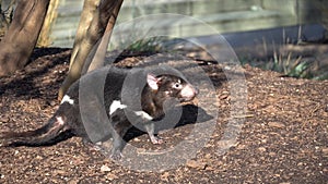 Tasmanian devil also known as marsupial devil and marsupial devil, lat Sarcophilus harrisii. A predatory marsupial