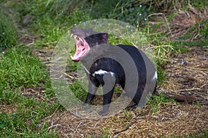 Tasmanian Devil angry