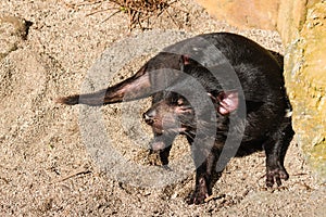 Tasmanian devil basking on sand