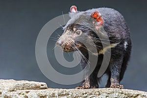 Tasmanian devil close up