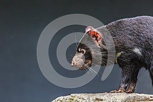 Tasmanian devil close up