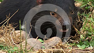 Tasmanian Devil close up chewing on food