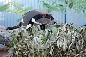 Tasmanian Devil photo