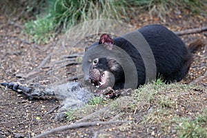 Tasmanian Devil endangered Species in Tasmania. Australia