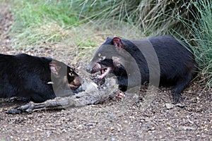 Tasmanian Devil endangered Species in Tasmania. Australia