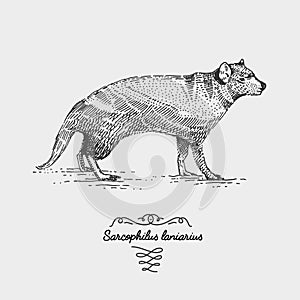 Tasmanian devil engraved, hand drawn vector illustration in woodcut scratchboard style, vintage drawing species.