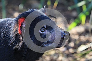 Tasmanian Devil Face