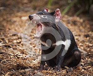 Tasmanian Devil Fang Roar. Carnivorous marsupial.