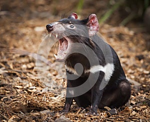 Tasmanian Devil Fang Roar. Carnivorous marsupial. photo
