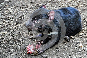 Tasmanian devil in Featherdale Wildlife Park, Australia