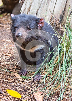 Tasmanian Devil, Featherdale Wildlife Park, NSW, Australia