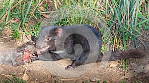 Tasmanian Devil Feeding