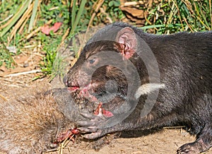 Tasmanian Devil Feeding