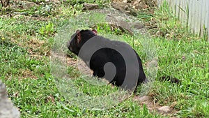 Tasmanian Devil on grass in Tasmania