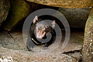 The Tasmanian devil has sharp pointed teeth