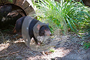 Tasmanian Devil Healesville Sanctuary