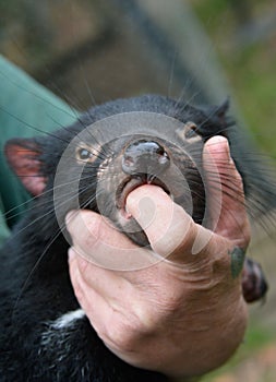 Tasmanian Devil held by keeper, protected, comforted