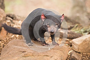 Tasmanian Devil in Hobart, Tasmania