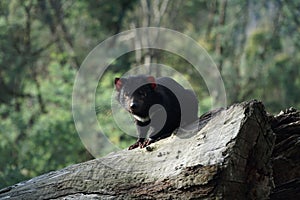 Tasmanian devil on a log