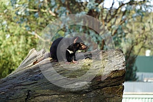 Tasmanian devil on a log