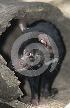 Tasmanian Devil in log