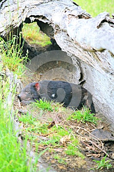 Tasmanian Devil in log