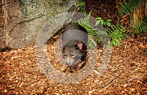 Tasmanian Devil in nature, Australia