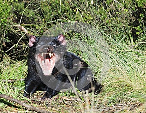Tasmanian Devil Open mouth