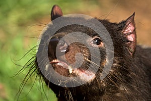 Tasmanian devil portrait