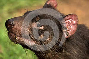 Tasmanian devil portrait