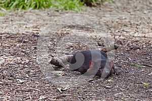 Tasmanian Devil relaxing on the ground - closeup