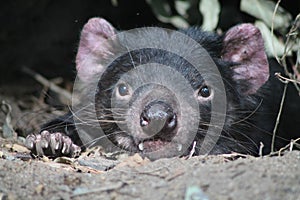 Tasmanian Devil