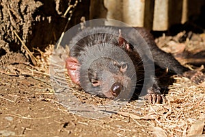 Tasmanian devil resting on ground in the sun, afternoon in Tasmania, Australia