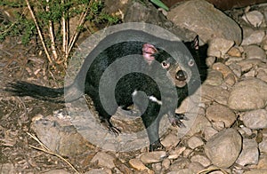 Tasmanian Devil, sarcophilus harrisi, Adult, Australia