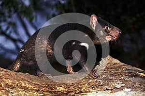 Tasmanian Devil, sarcophilus harrisi, Adult standing on Branch, Australia