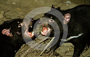 TASMANIAN DEVIL sarcophilus harrisi, ADULTS FIGHTING, AUSTRALIA