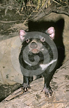 Tasmanian Devil, sarcophilus harrisi, Australia