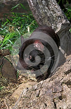 Tasmanian Devil, sarcophilus harrisi, Australia